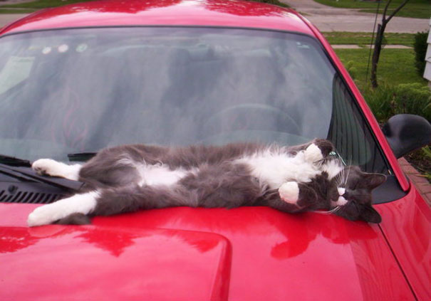 Tarzan, My Sister's Big Fluffy Cat Who Routinely Produces 5" Long Whiskers, Sleeping On My Mom's Mustang