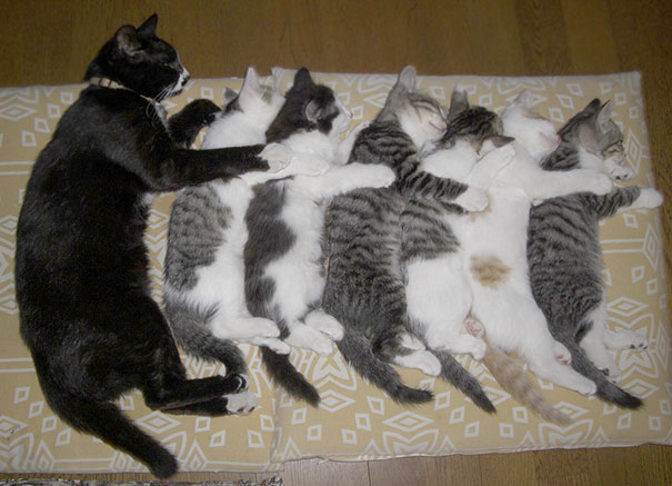 Sleeping Cats