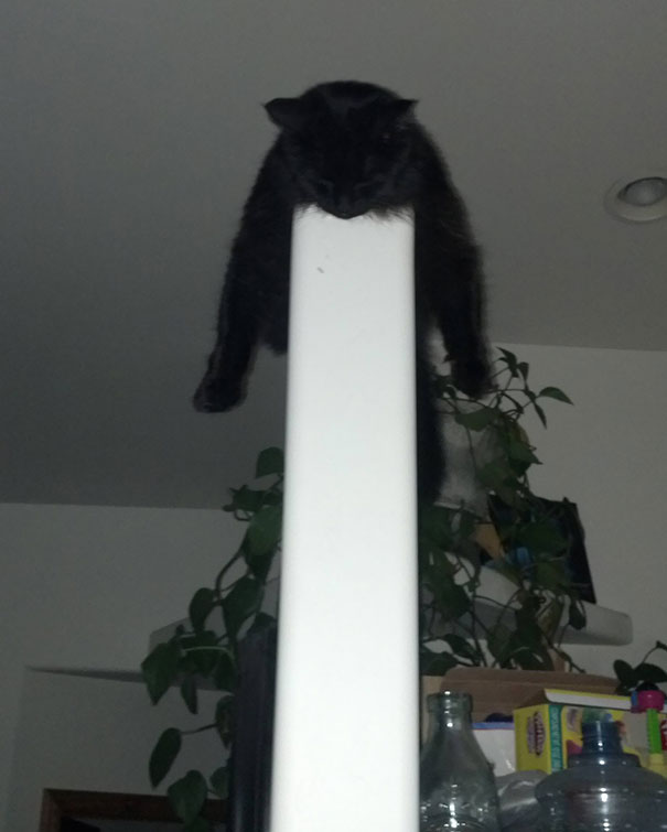 My Cat, B.c., In His Favorite Sleeping Position