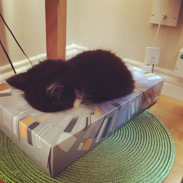 Omar Asleep In A Tissue Box