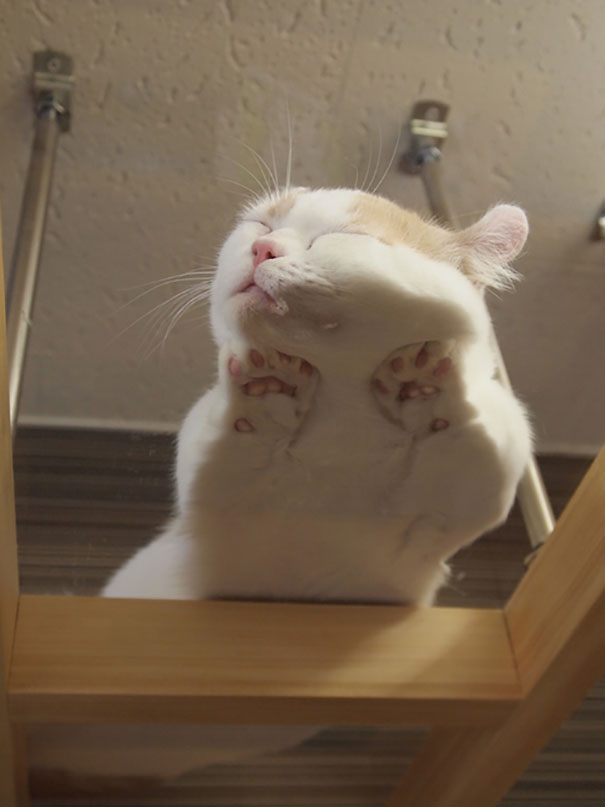 Kitty Sleeping On A Glass Table