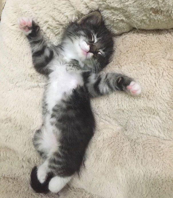 Meet Kendrick. He Likes To Sleep Like This