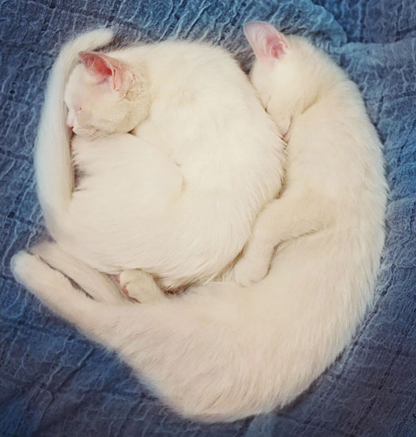 Twins Iriss And Abyss Sleeping Together