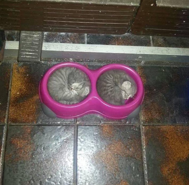 These Kittens Sleeping
