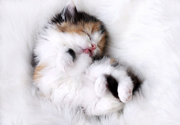Sweet Dreams, Kitty