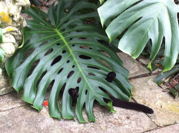 Walked Outside And Saw The Cat Sleeping Like This