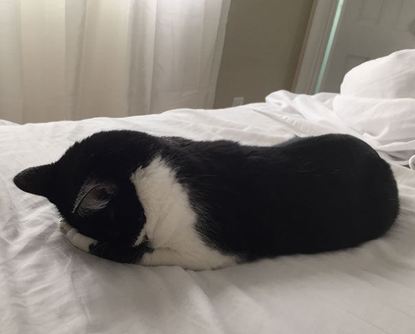 On My Cake Day, I Hereby Present My Cat, Frankenstein, Sleeping With Her Face Buried In Her Hands