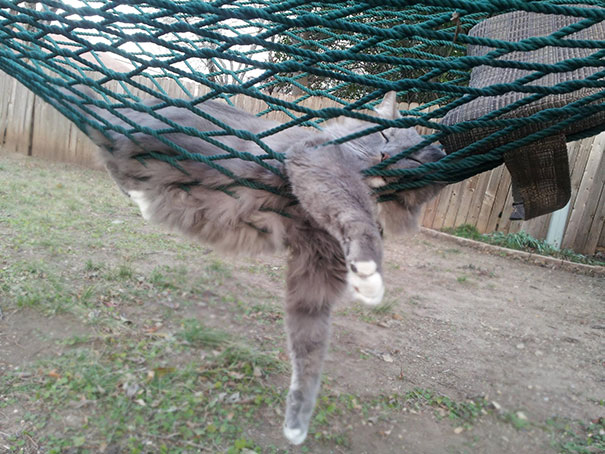 Our Cat Loves Sleeping In The Hammock Outside