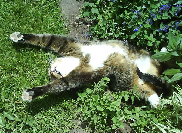 Just My Cat Enjoying Some Catnip In The Sun. He Was Seriously Sleeping Like This