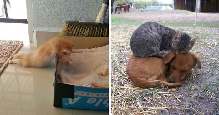 50 Pics That Prove Cats Can Sleep Purrretty Much Anywhere