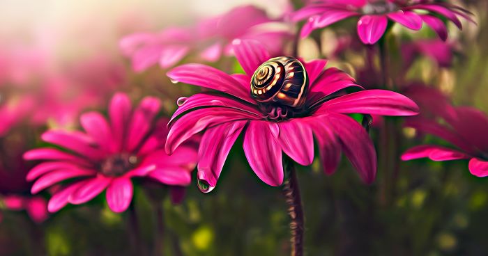 I Document The Beauty Of Small Things