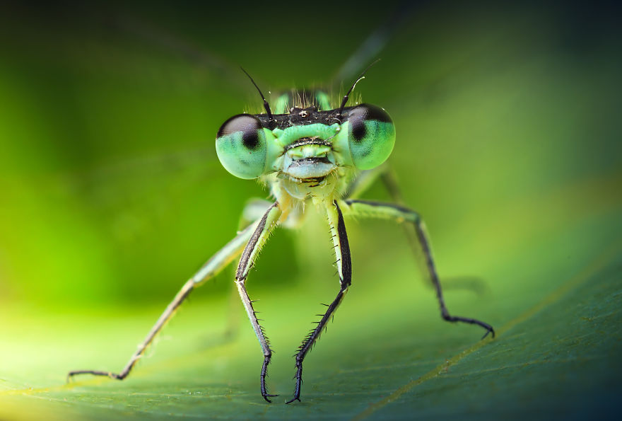 Can You See The Life Behind The Form?
i Take Animal Portraits To Show Life Is The Same Behind All Form