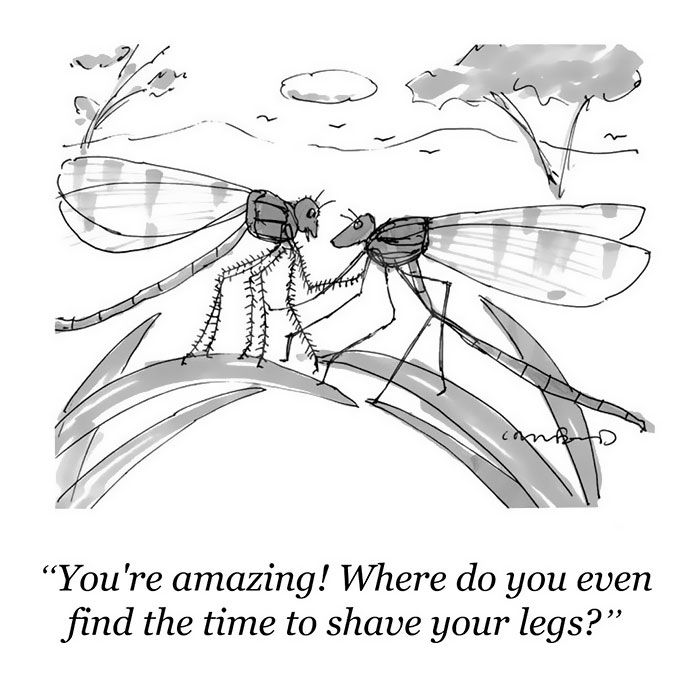 New Yorker Cartoons