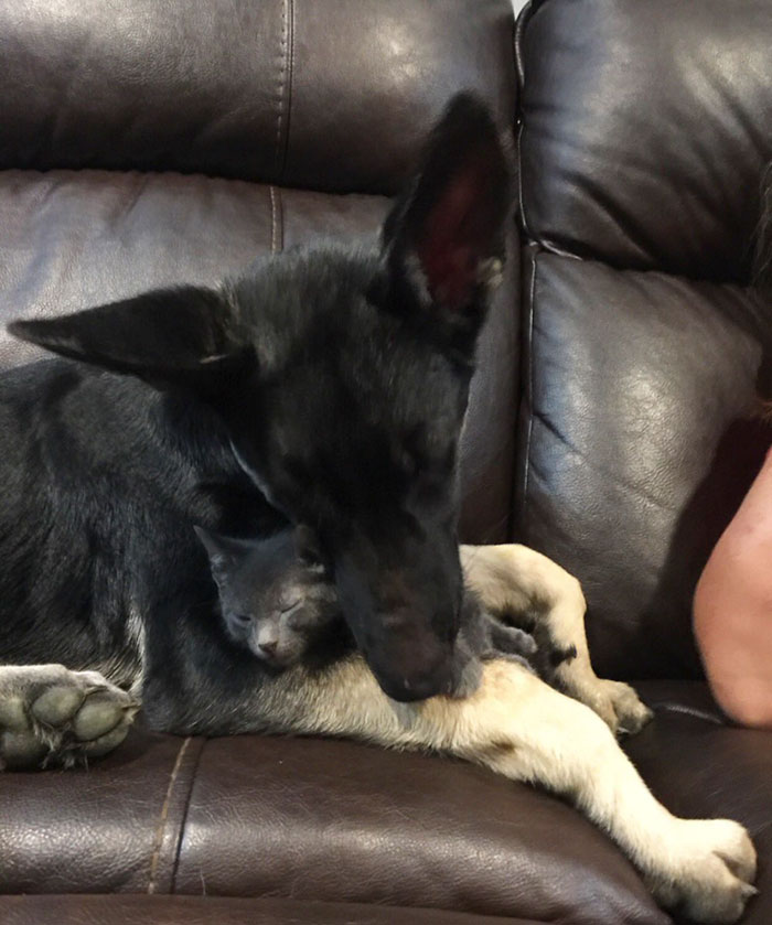 tiny-kitten-pancakes-10