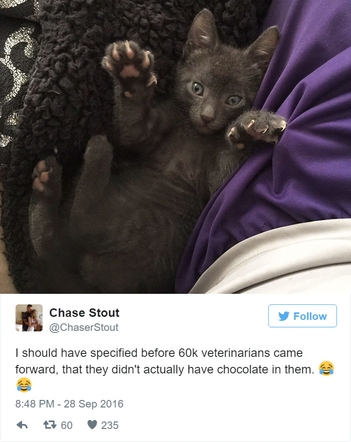 tiny-kitten-pancakes-13