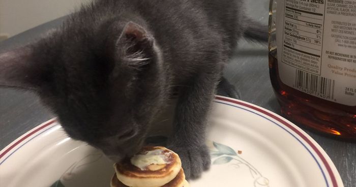Girlfriend Was Worried To Leave Her Cat With Her Boyfriend, But The Guy Made Him The Tiniest Pancakes Ever