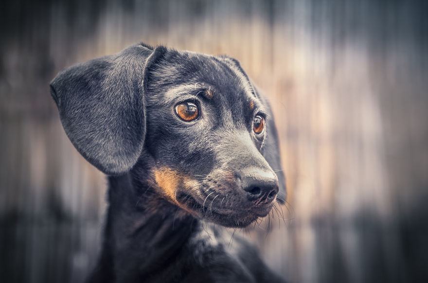 Can You See The Life Behind The Form?
i Take Animal Portraits To Show Life Is The Same Behind All Form Can You See The Life Behind The Form?
i Take Animal Portraits To Show Life Is The Same Behind All Form