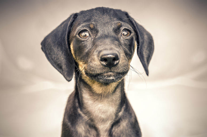 Can You See The Life Behind The Form?
i Take Animal Portraits To Show Life Is The Same Behind All Form