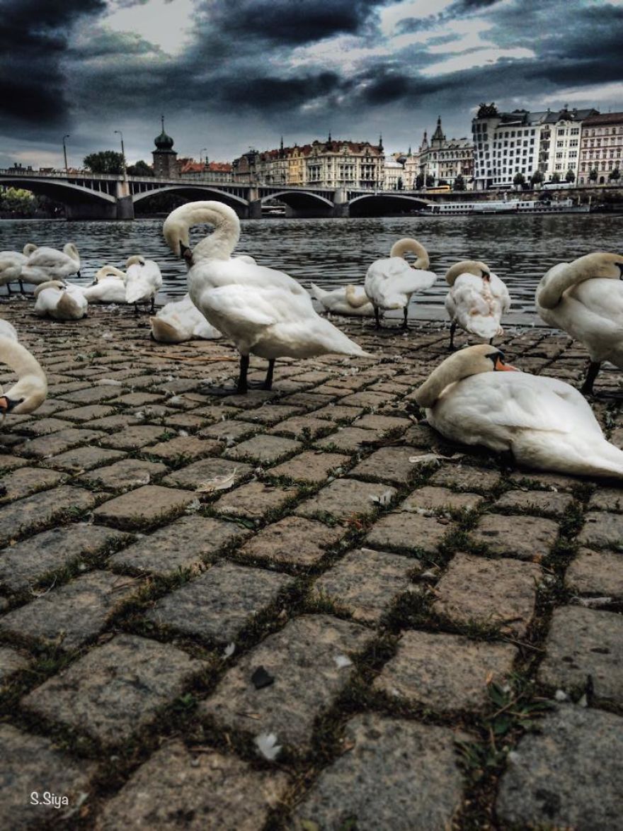 My Little Prague My Little Prague