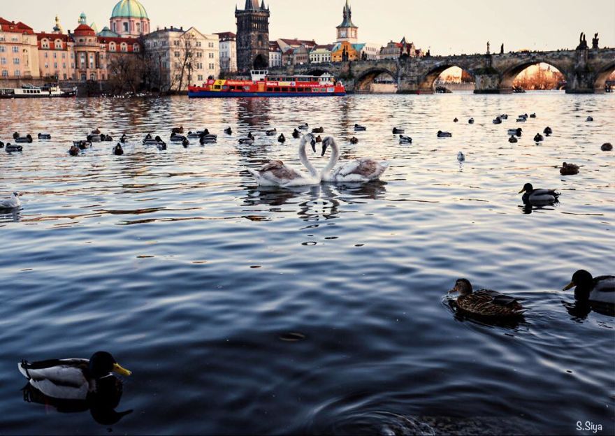 My Little Prague My Little Prague