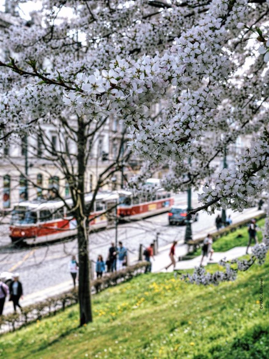 My Little Prague My Little Prague