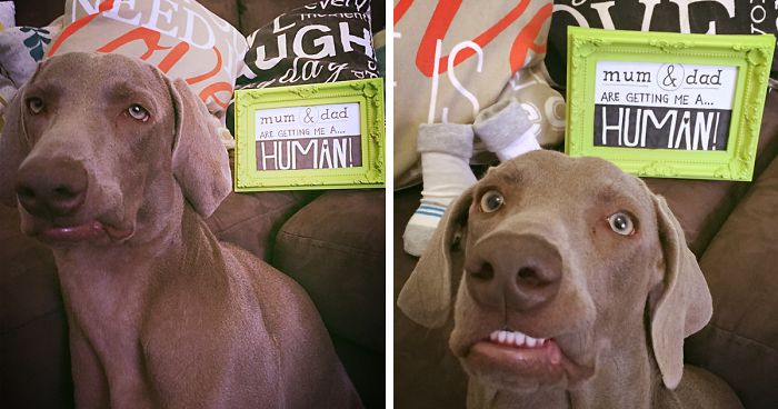 “My Dog is Thrilled About the New Arrival”