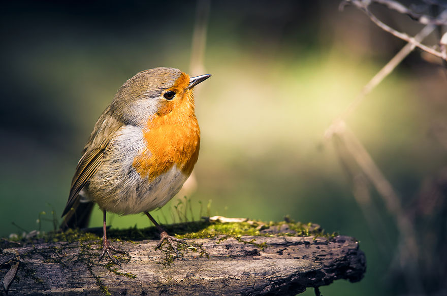 Can You See The Life Behind The Form?
i Take Animal Portraits To Show Life Is The Same Behind All Form