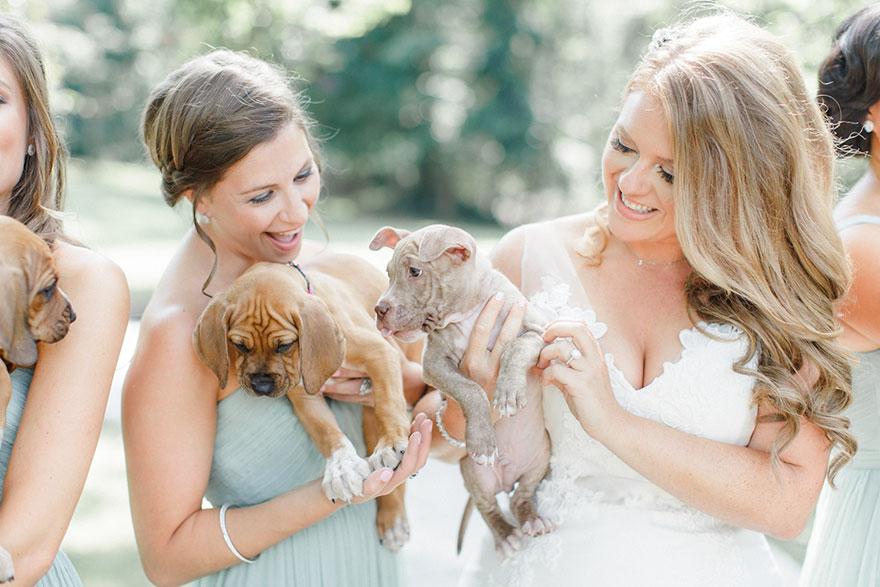 wedding-puppies-instead-flowers-pensylvannia-5