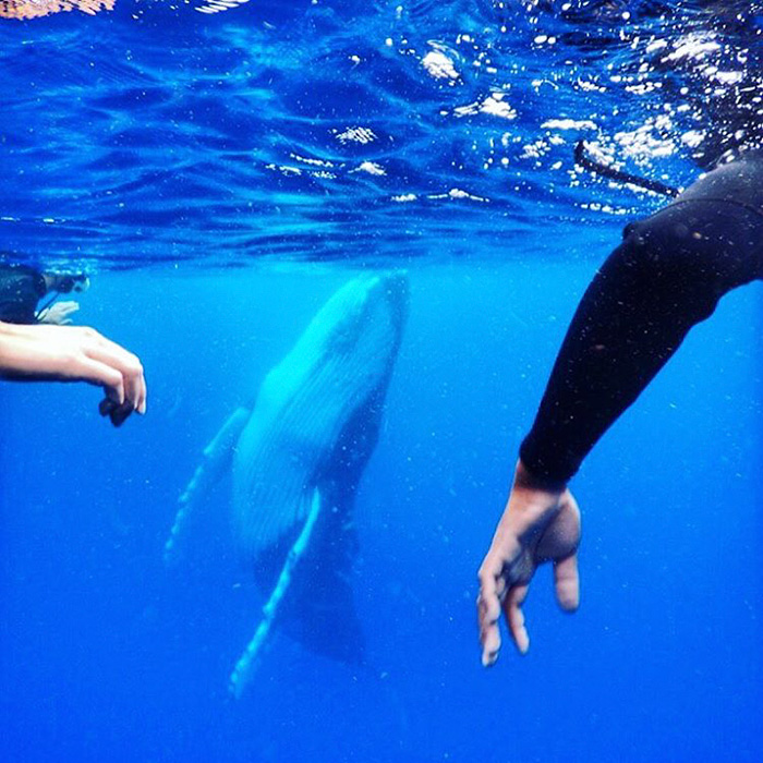 whale-photobomb-diver-will-rosner-australia-10 whale-photobomb-diver-will-rosner-australia-10