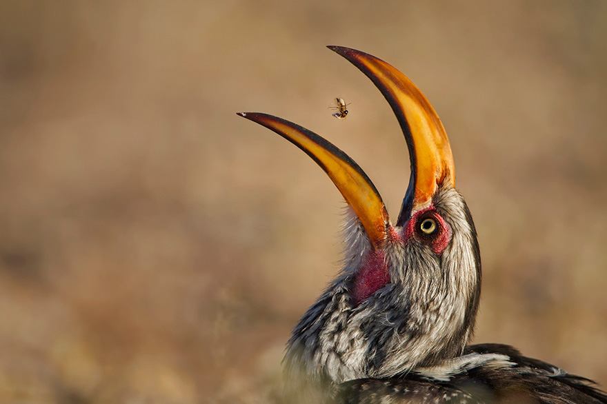 Termite Tossing By Willem Kruger, South Africa