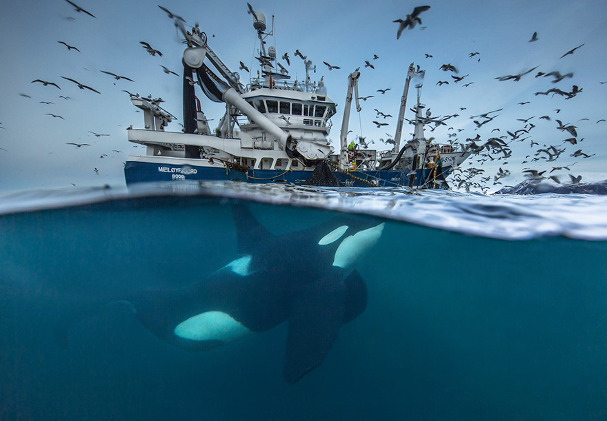 Splitting The Catch By Audun Rikardsen, Norway