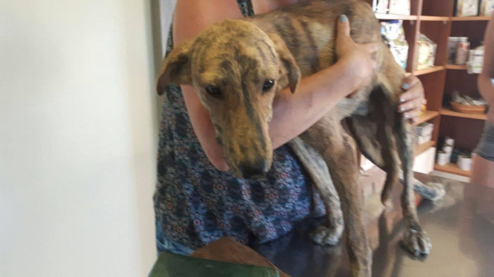 woman-finds-dog-broken-spine-greece-4