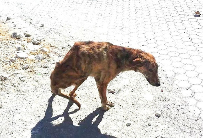 woman-finds-dog-broken-spine-greece-6