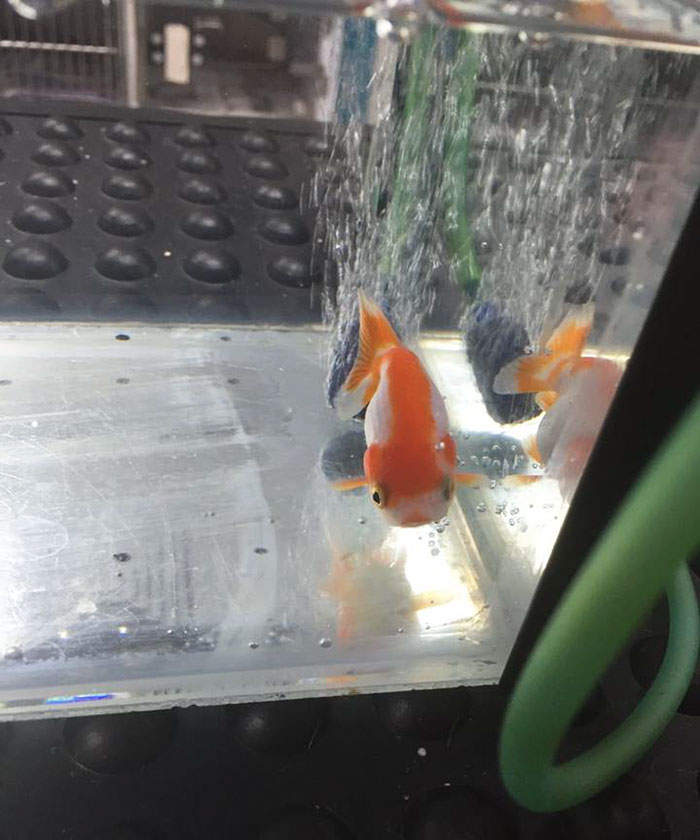 woman-saving-goldfish-500dollars-australia-01