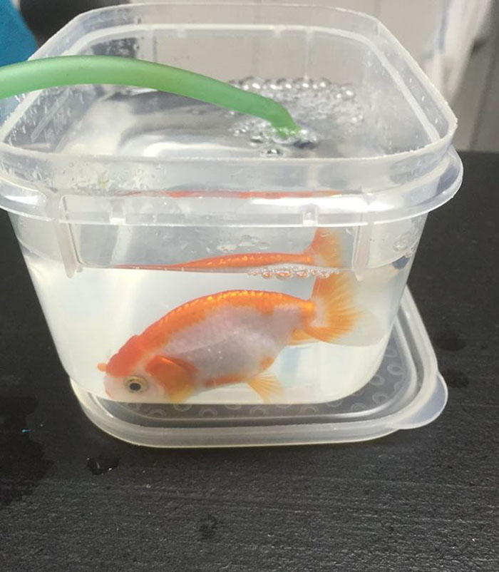 woman-saving-goldfish-500dollars-australia-fb08