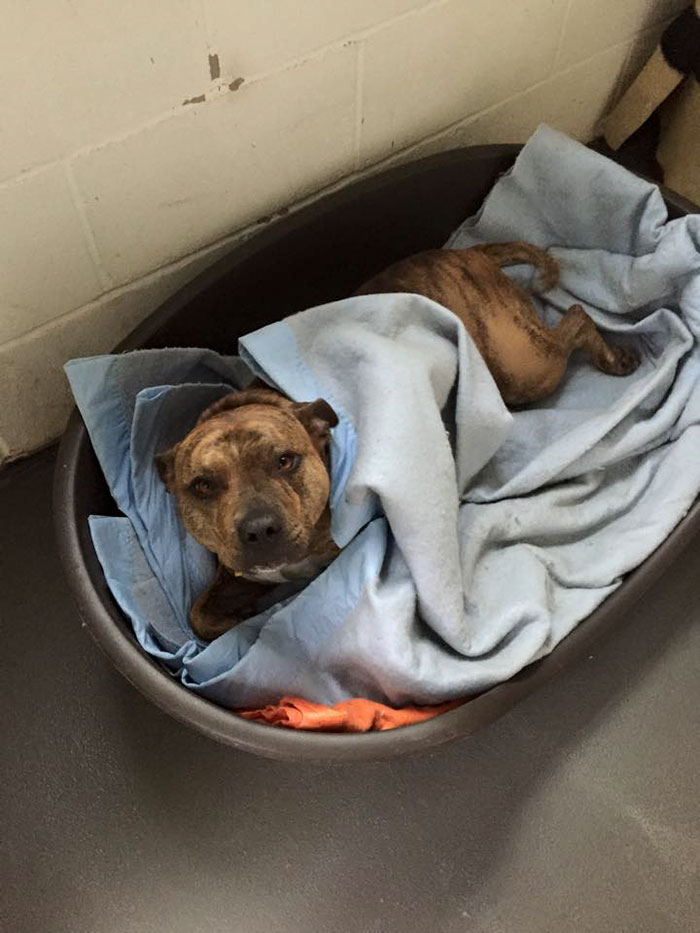 worlds-loneliest-dog-movie-star-18 worlds-loneliest-dog-movie-star-18