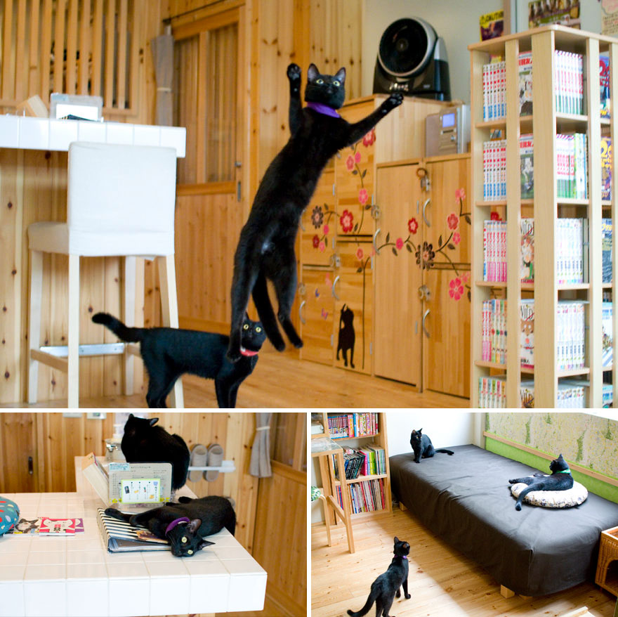 Sip Your Coffee Surrounded By Only Black Cats, Nekobiyaka, Himeji, Japan