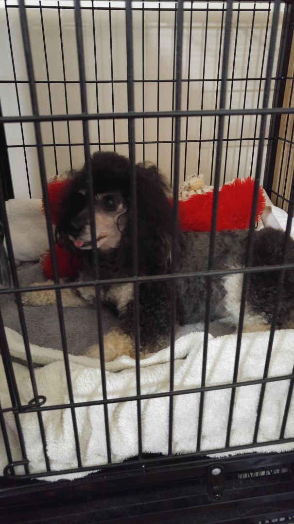 My Dog After Anesthesia