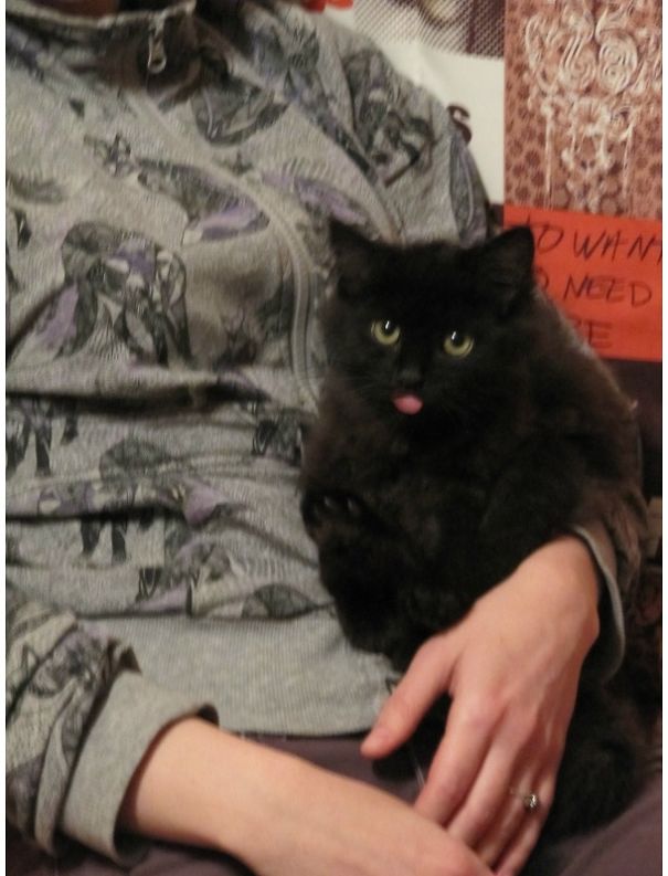 There Is My Extremely Photogenic Kitten