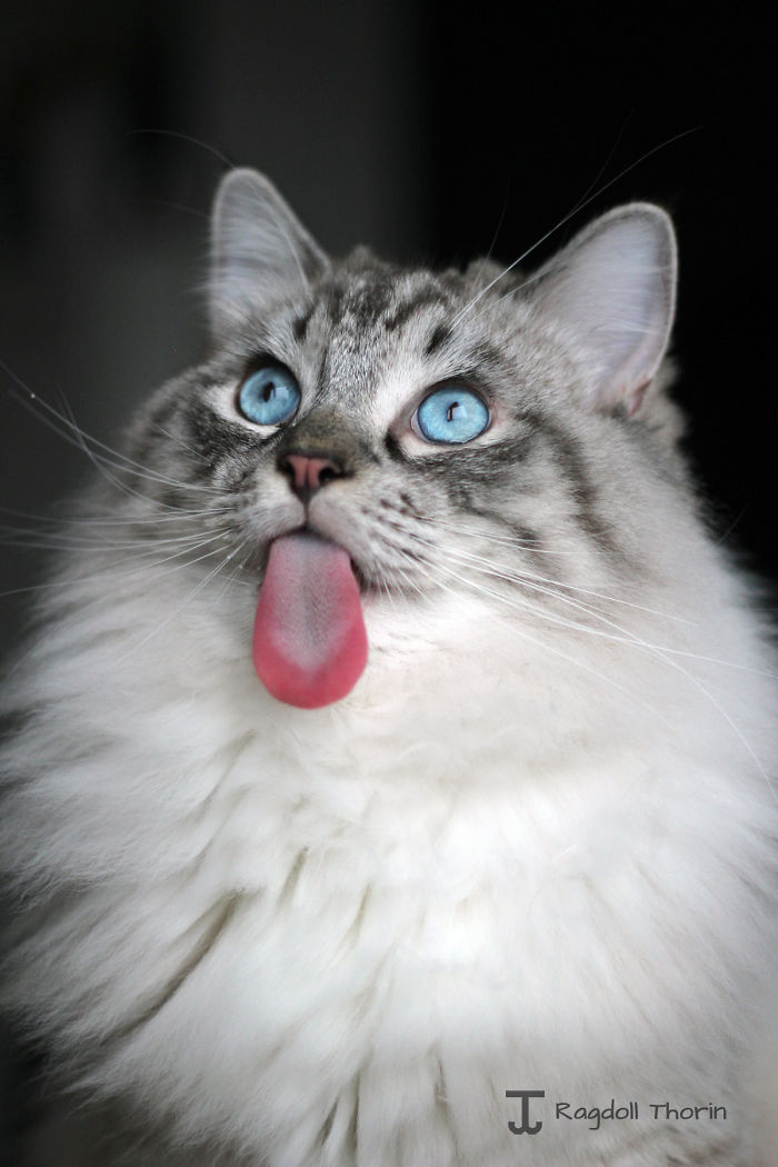 Meet Thorin, My Cat With The Incredibly Long Tongue Meet Thorin, My Cat With The Incredibly Long Tongue