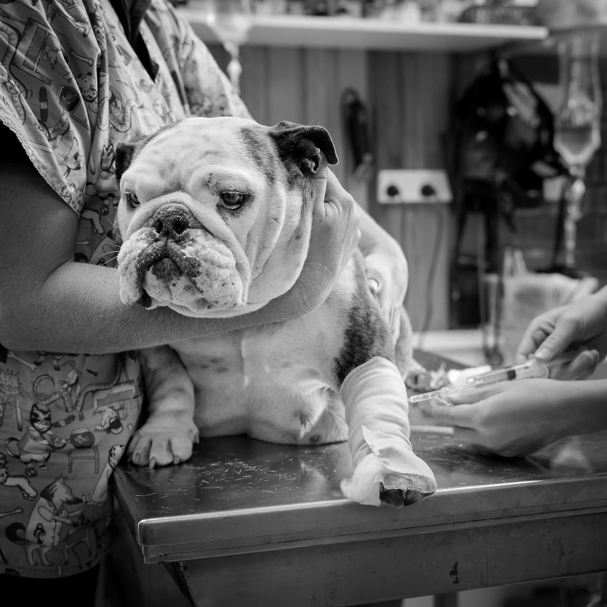 I Documented Bulldog C-Section