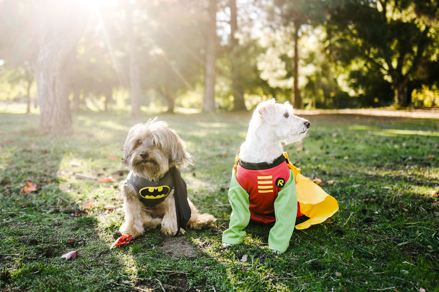 How A Photoshoot With A Toddler And Two Dogs Looks Like...