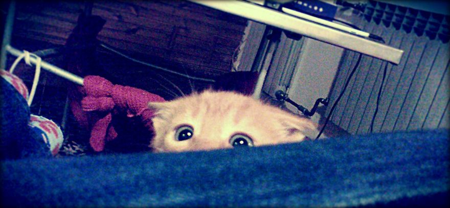 The Most Beautiful Cat In The World