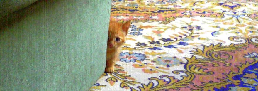 The Most Beautiful Cat In The World