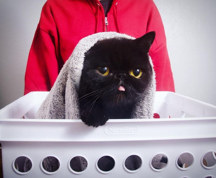 10avocato-costume-willow-squishy-cat- 10avocato-costume-willow-squishy-cat-