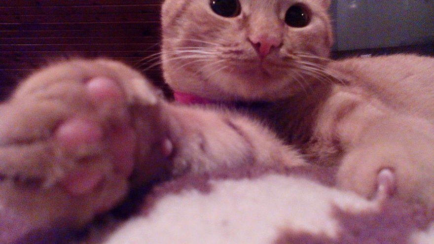 The Most Beautiful Cat In The World