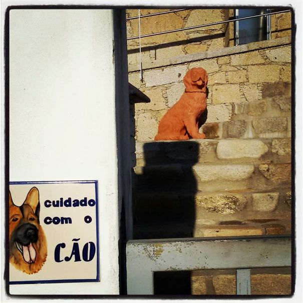 A Very Dangerous Portuguese Dog!