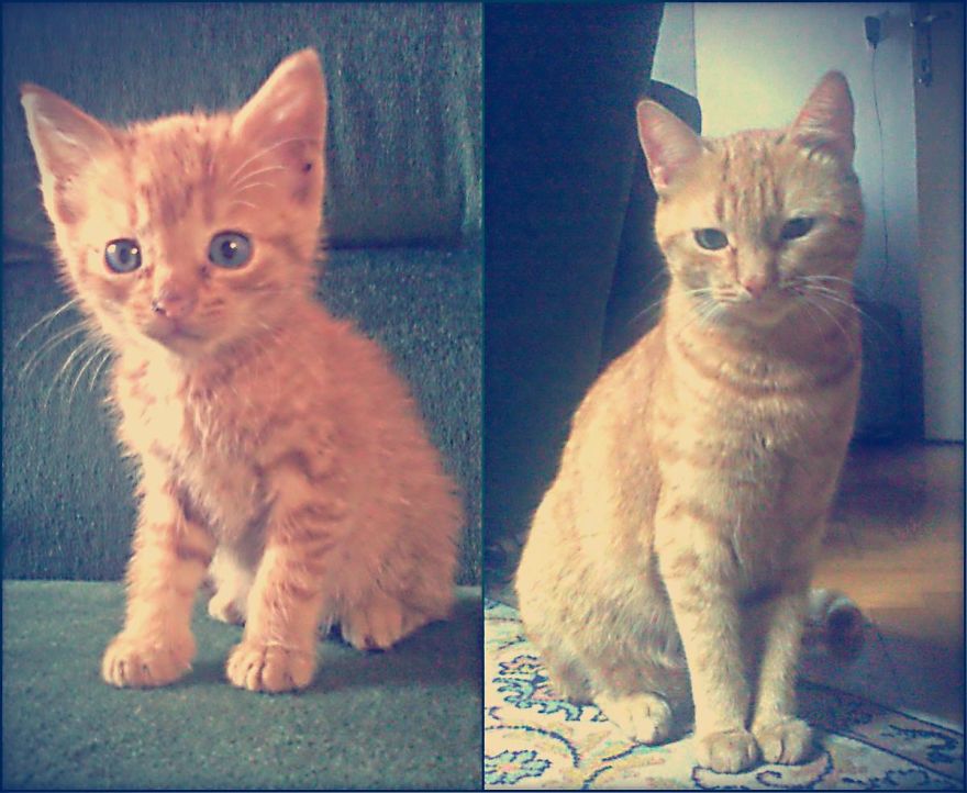 The Most Beautiful Cat In The World