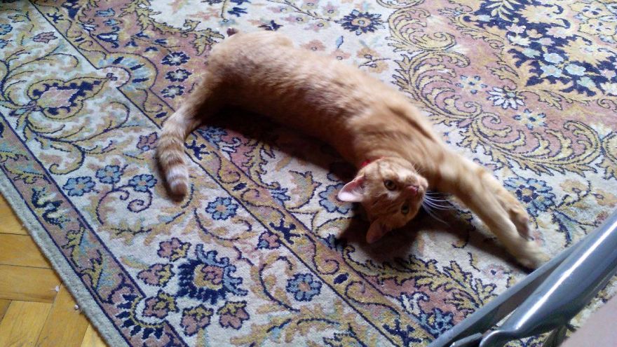 The Most Beautiful Cat In The World