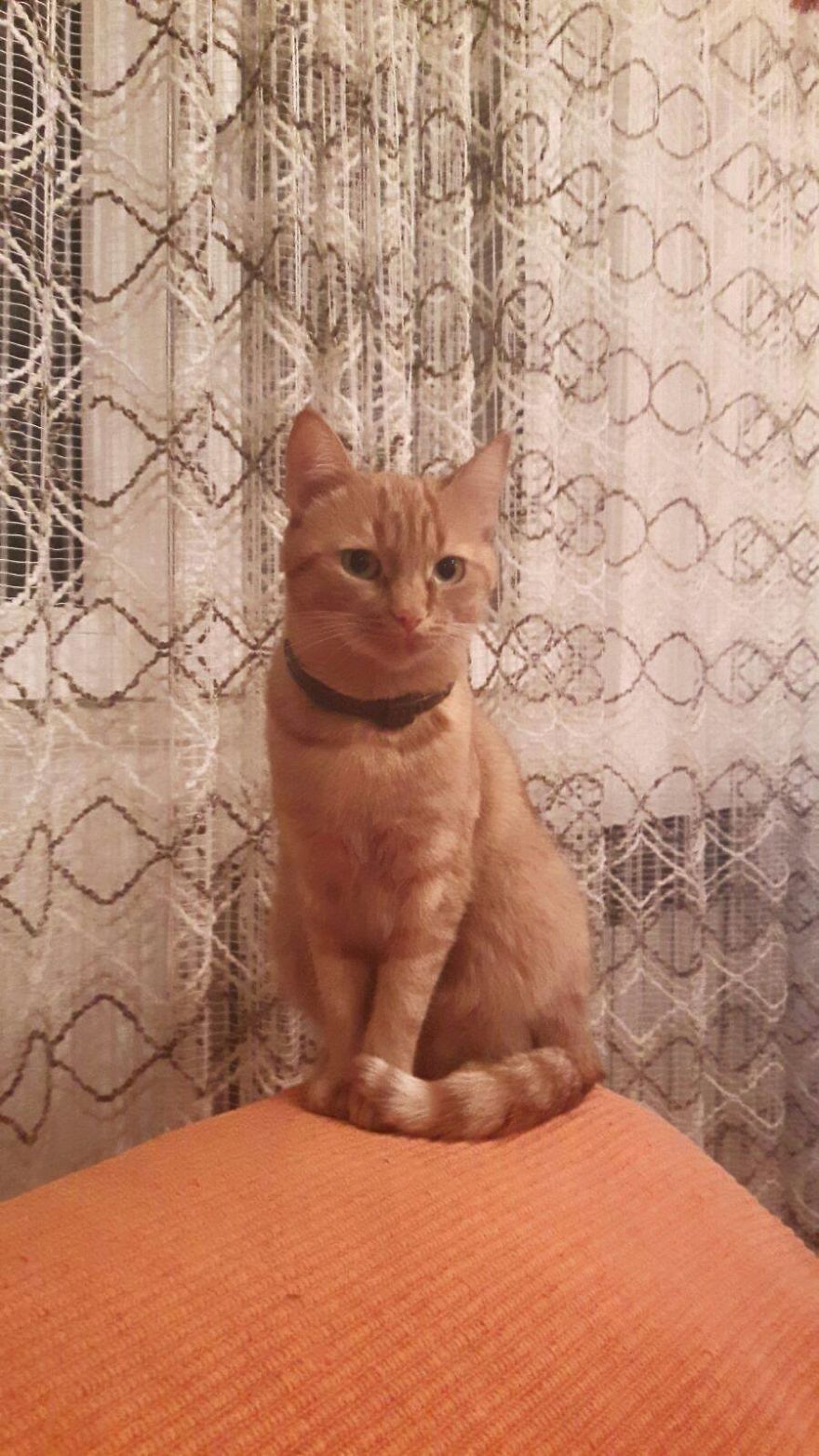 The Most Beautiful Cat In The World